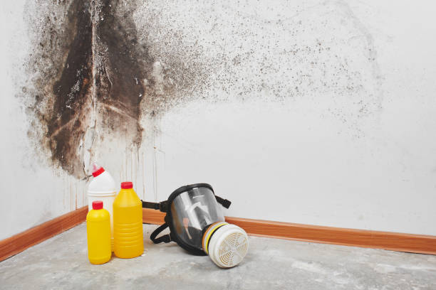 Mold Removal and Inspection in Canton, SD