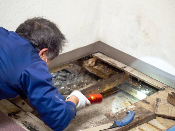 Best Residential Mold Removal  in Canton, SD