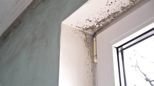 Best Attic Mold Removal  in Canton, SD