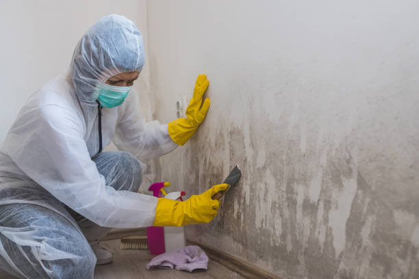 Professional Mold Removal in Canton, SD