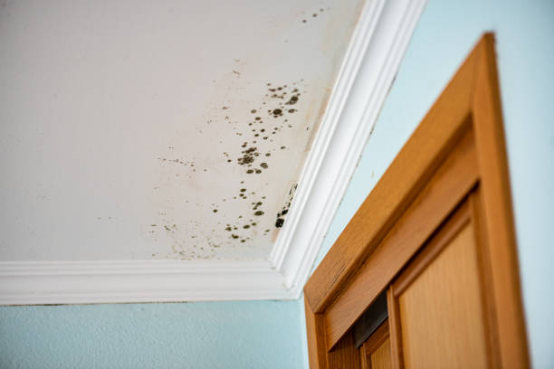 Best Crawl Space Mold Removal  in Canton, SD
