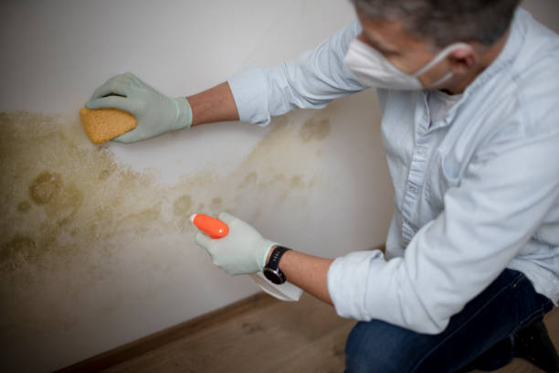 Best Home Mold Removal  in Canton, SD