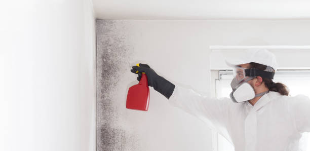 Best Mold Remediation  in Canton, SD