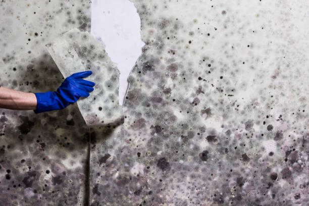 Best Emergency Mold Removal  in Canton, SD